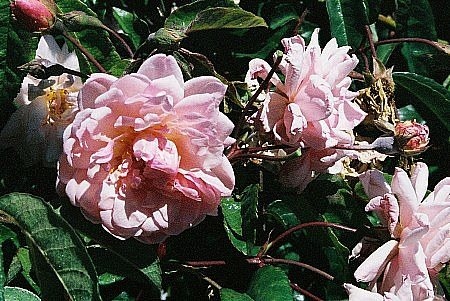 'Chamisso' rose photo