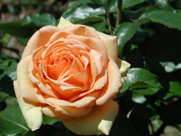 'Top Notch ™' rose photo