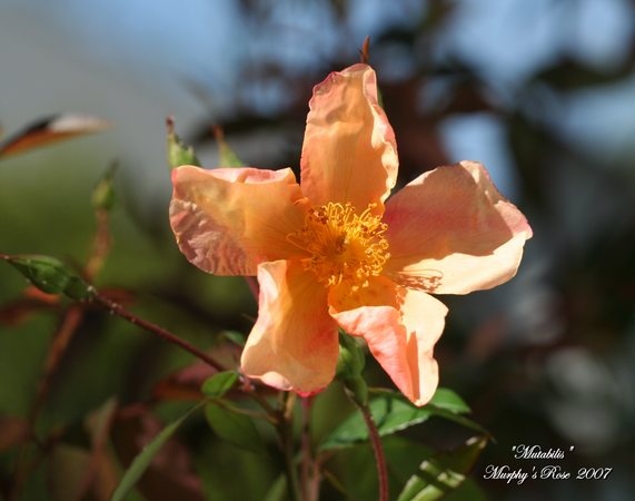 'Mutabilis (china, Unknown, before 1894)' rose photo