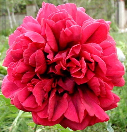 'Dark Lady' rose photo
