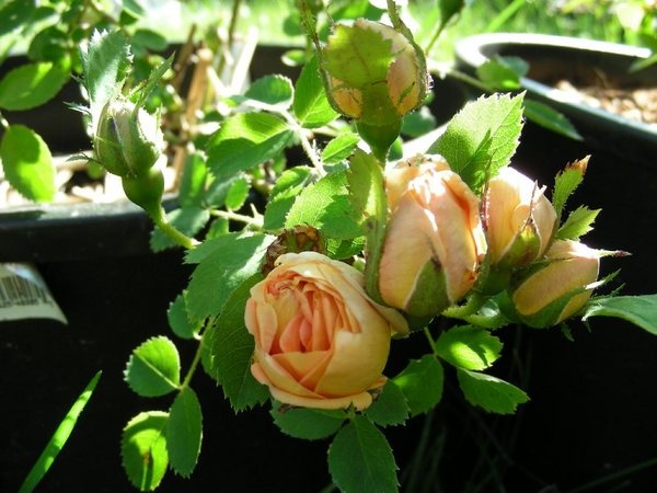 'Soleil d'Or' rose photo