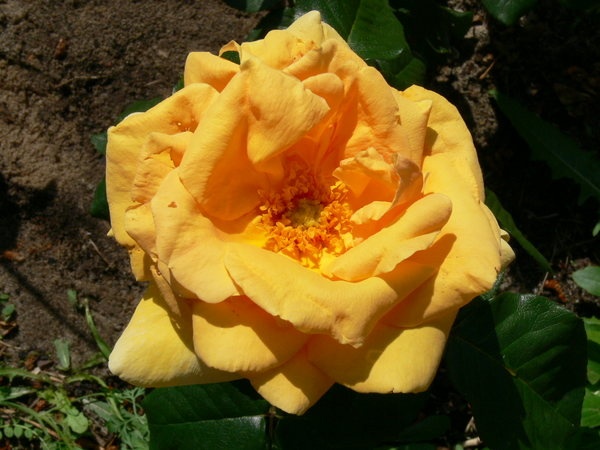 'Diva (hybrid tea, Cocker, 1995)' rose photo