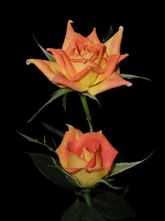 'George's Pride ™' rose photo