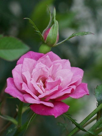'Magenta Mystique™' rose photo