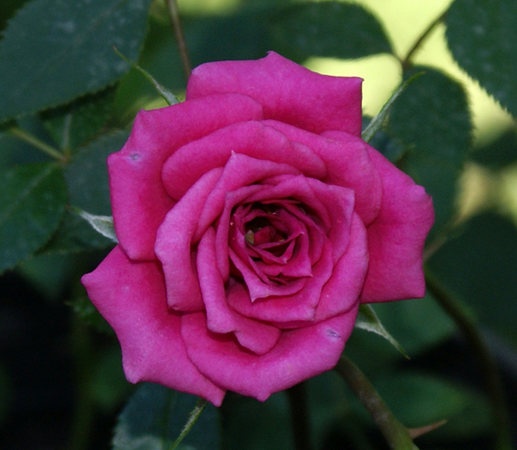 'Odessa' rose photo
