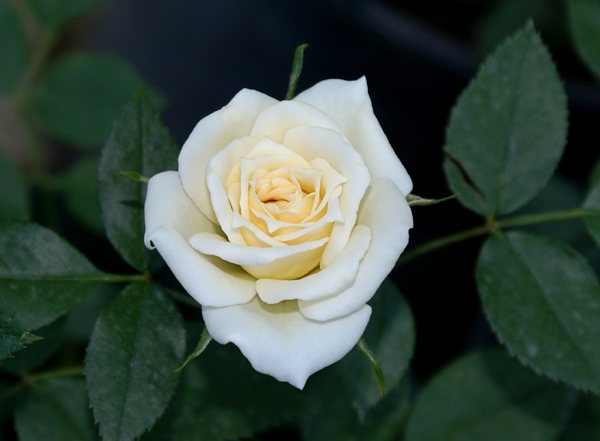 'Snow Bride' rose photo