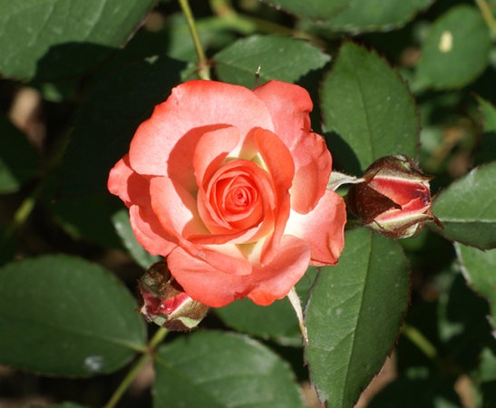 'Andie MacDowell ™' rose photo