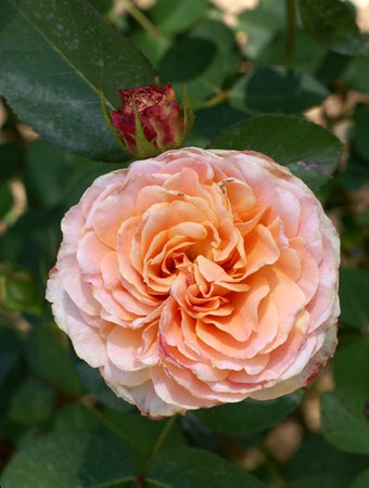 'Tamora (shrub, Austin, 1983)' rose photo