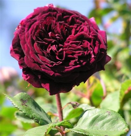 'Souvenir d'Alphonse Lavallée' rose photo