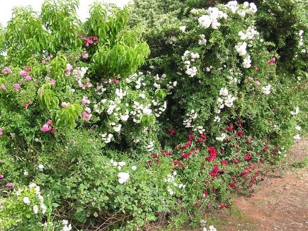 'White Dorothy' rose photo