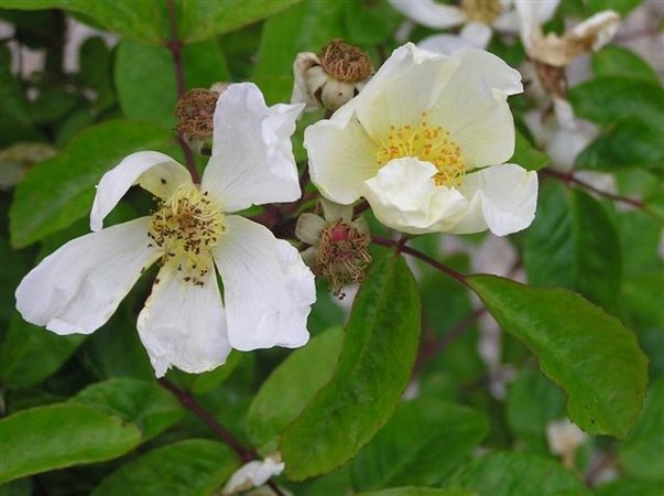 'Buttercup (hybrid multiflora, Paul, 1909)' rose photo