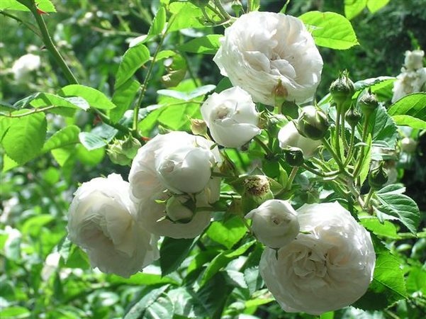 'Iceland Queen' rose photo