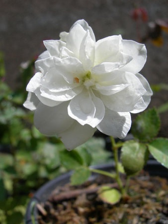 'RBXLEB' rose photo