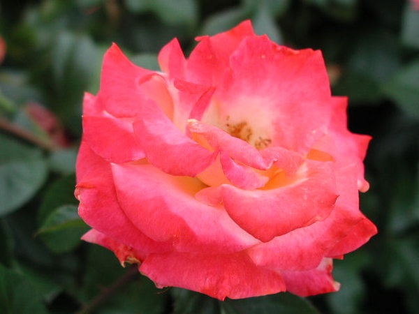 'Hot Romance' rose photo
