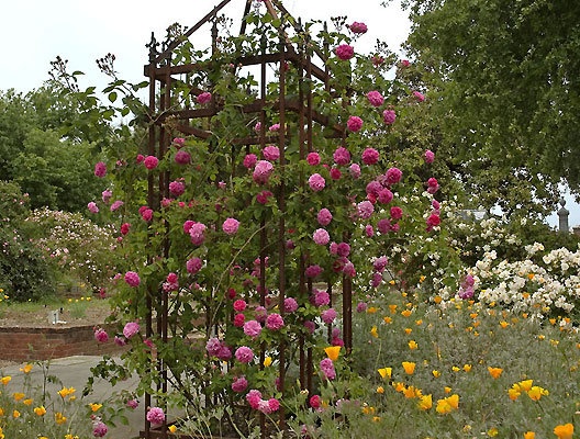 'Former Sacramento Historic Rose Garden'  photo