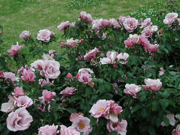 'Blueberry Hill ™' rose photo
