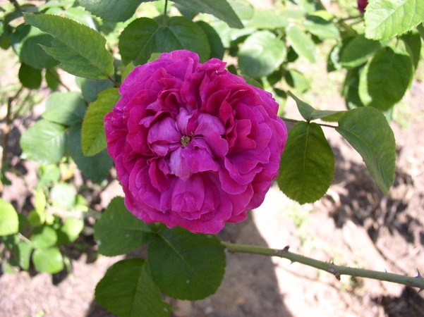 'Ardoisée de Lyon' rose photo