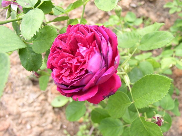 'Eugène Fürst' rose photo