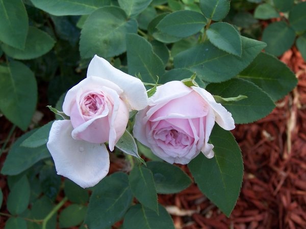 'Heidi's Wyoming Rose Garden'  photo