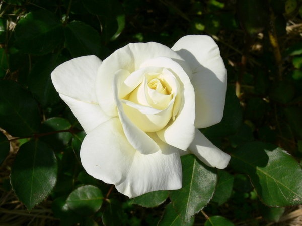 'Evening Star ® (floribunda, Warriner, 1974)' rose photo