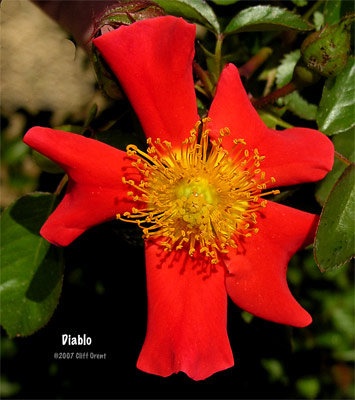 'Diablo' rose photo