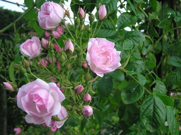 'Ethel' rose photo
