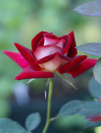 'Sassy Cindy' rose photo
