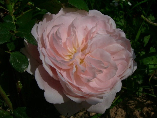 'Queen of Sweden' rose photo