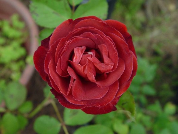 'Brown Study' rose photo