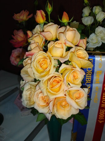 'Apricot Nectar' rose photo