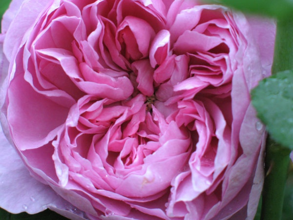 'Charles Rennie Mackintosh' rose photo