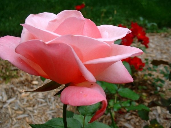 'Dream Pink' rose photo