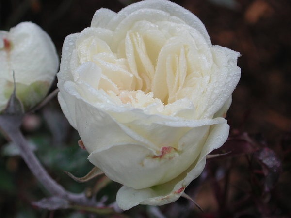 'Devoniensis (Tea, Foster, 1838)' rose photo