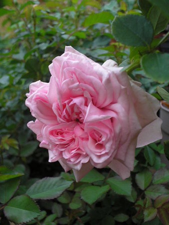 'St. Ethelburga' rose photo