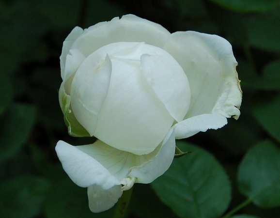 'Glücksstern' rose photo