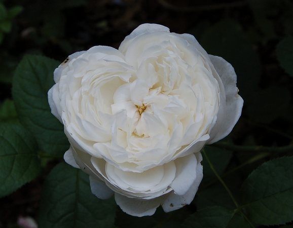 'Glücksstern' rose photo