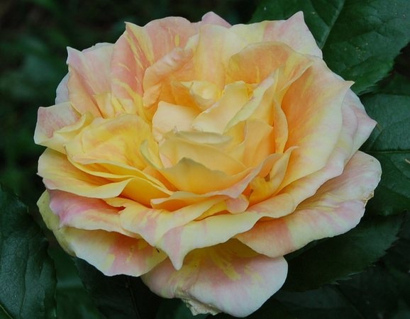 'Paul Cézanne ®' rose photo