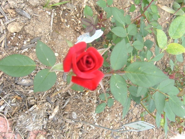 'Chattooga ™' rose photo