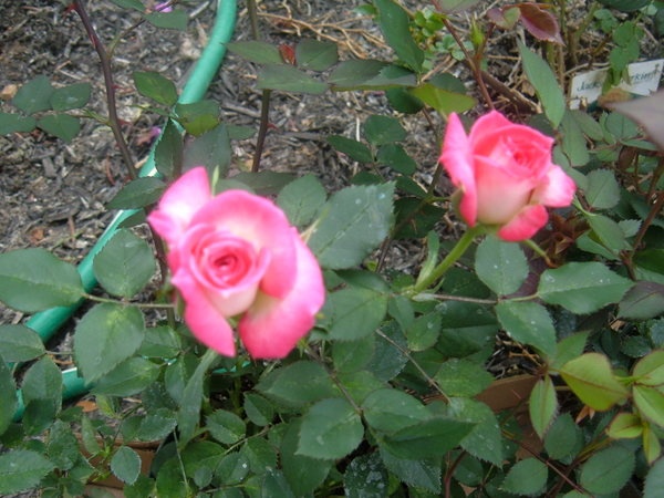 'American Rose Centennial ™ (miniature, Saville 1991)' rose photo