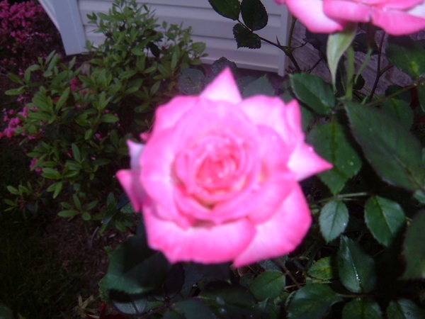 'American Rose Centennial ™ (miniature, Saville 1991)' rose photo