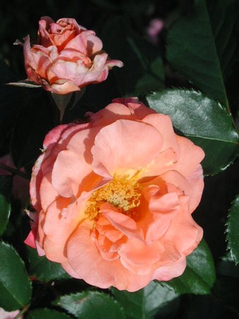 'Citrus Tease ™' rose photo