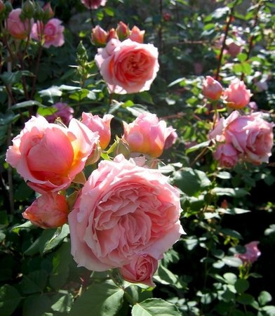 'Paul Bocuse ®' rose photo