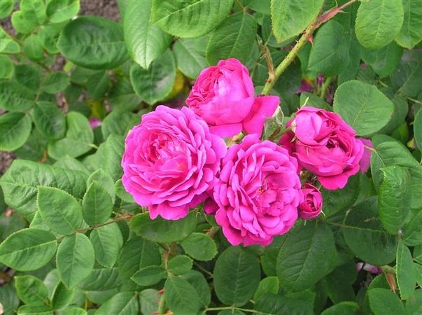 'Rivers' George IV' rose photo