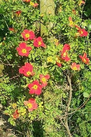 '<i>Rosa foetida</i> var. <i>bicolor</i> Willmott' rose photo