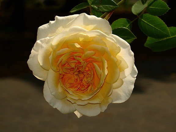 'Teasing Georgia' rose photo