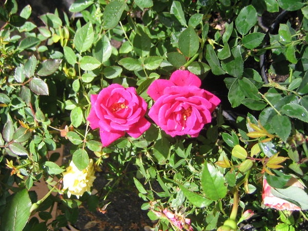 'Winsome ™ (miniature, Saville 1984)' rose photo