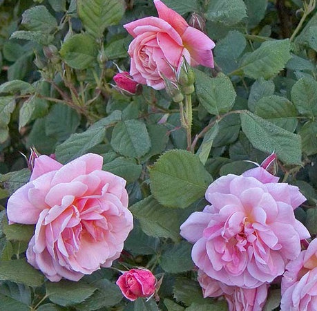 'Rostock' rose photo