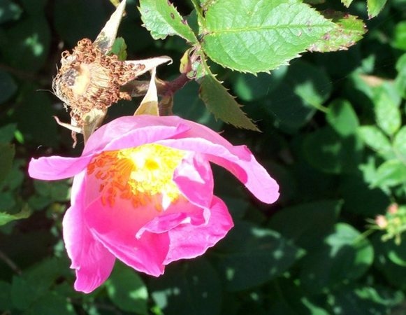 'Complicata' rose photo
