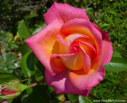 'Die Welt ® (hybrid tea, Kordes 1976)' rose photo