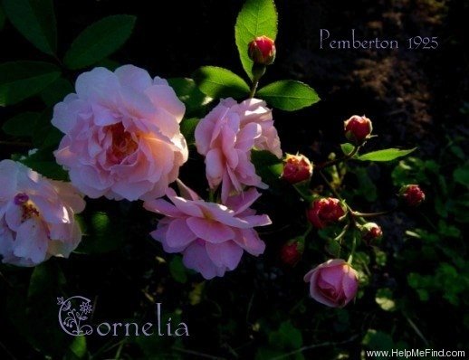'Cornelia (Hybrid Musk, Pemberton, 1925)' rose photo